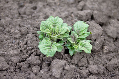 High angle view of small plant growing on field