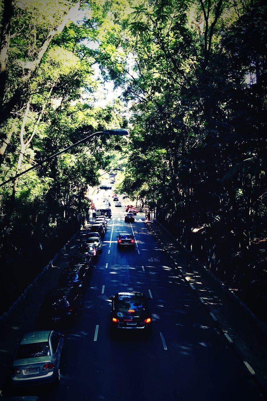 CARS ON ROAD AGAINST TREES IN CITY