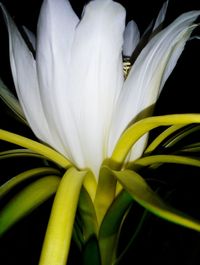 Close-up of yellow flower against black background