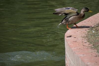 Duck jumping out of water