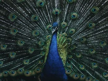 Close-up of peacock feathers