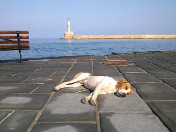 Dog relaxing by sea