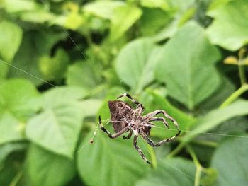 Macro closeup view of spider resting on spiderweb with green nature