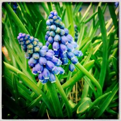 Close-up of purple flowers