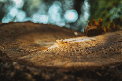 Close-up of tree stump in forest
