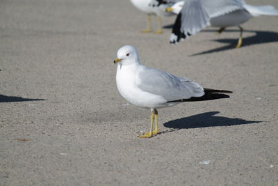 Seagull perching on a street