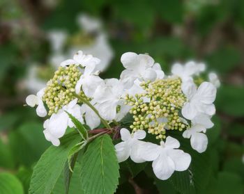 Close-up of white flowering plants