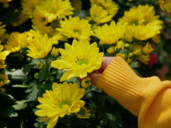 Close-up of hand holding yellow flowering plants