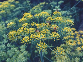 Close-up of insect on yellow flower