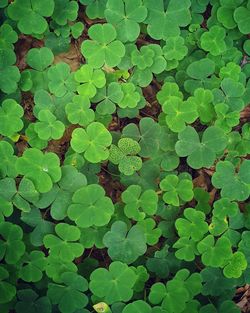 Full frame shot of leaves on field