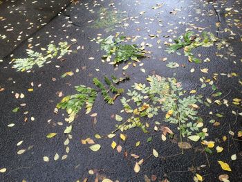 High angle view of leaves on street