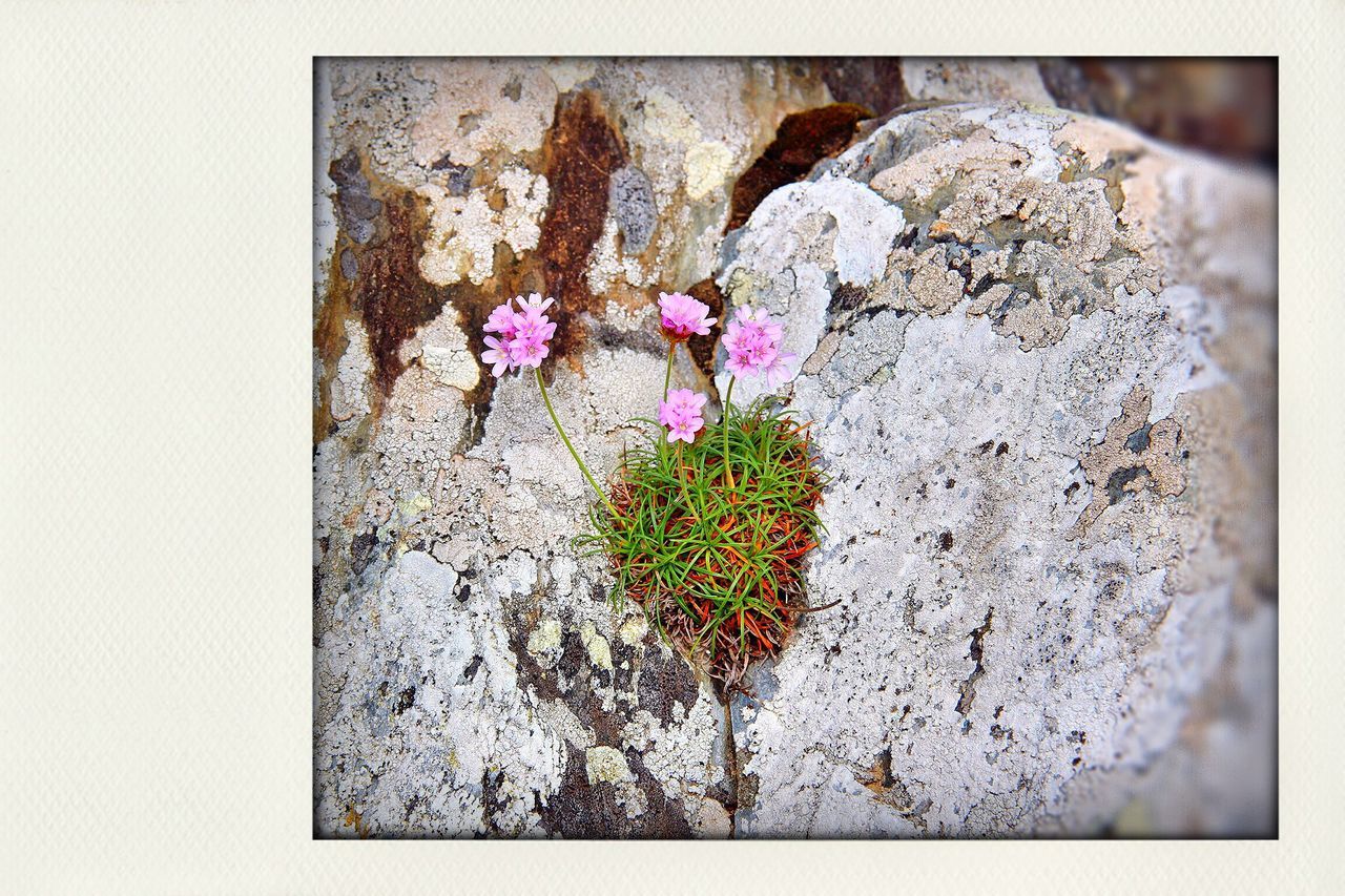 flower, freshness, growth, fragility, plant, petal, nature, close-up, beauty in nature, wall - building feature, flower head, auto post production filter, transfer print, high angle view, no people, leaf, botany, growing, stem, blooming