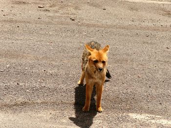 High angle view of dog on road