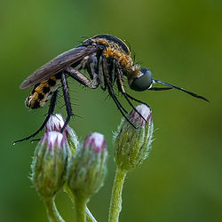 Close-up of insect on purple flower