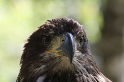 Close-up of a bird