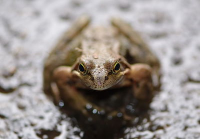 Close-up portrait of a frog in water