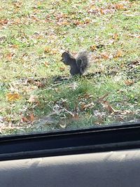 High angle view of cat seen through car