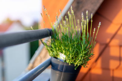 Close-up of plant growing outdoors