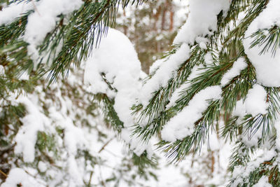 Fir tree branches, avalanche and snow. natural background. evergreen tree in winter, a lot of snow. 