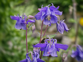 Close-up of purple flowering plant