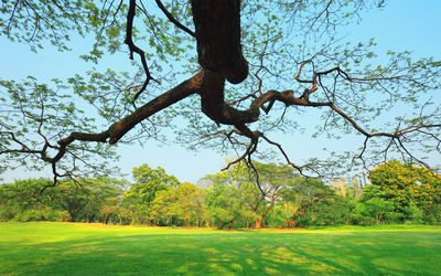 Trees on field against sky