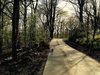 Road passing through forest