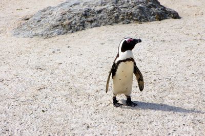 Side view of a bird on rock