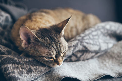 Cat sleeping on bed