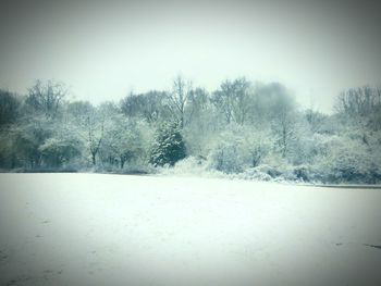 Bare trees on snow covered field