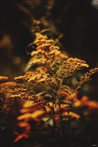 Close-up of plant against sky at night