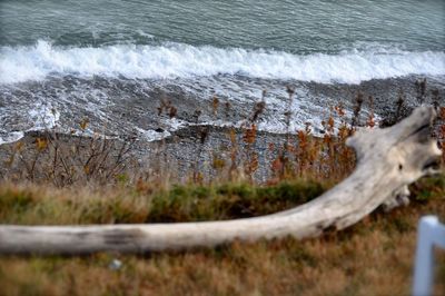 Close-up of grass by sea