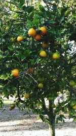 Plants growing on tree