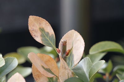 Close-up of leaves