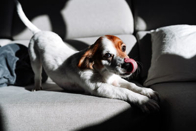 Cute jack russell dog stretching on sofa at home during sunny day. relax indoors