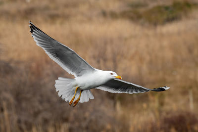 Seagull flying