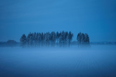 Trees on snow covered land against blue sky