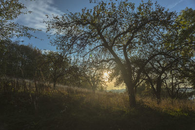 Trees in forest against sky