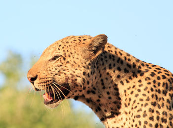 Close-up of leopard against clear sky