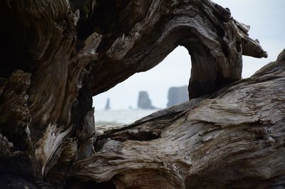 Close-up of damaged tree trunk