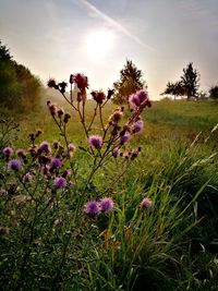 Close-up of purple flowering plants on field