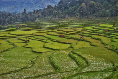 Scenic view of agricultural field