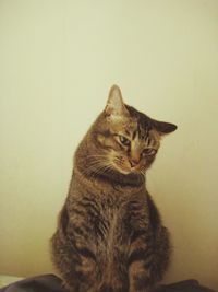 Portrait of cat sitting against wall