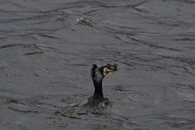 Full length of a bird in water