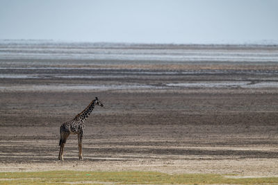 Giraffe standing on land