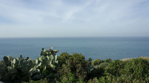 Plants growing by sea against sky