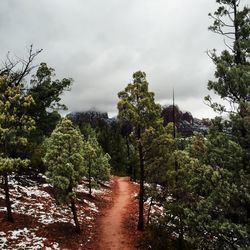 Footpath with trees in background