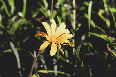 Close-up of yellow flowering plant