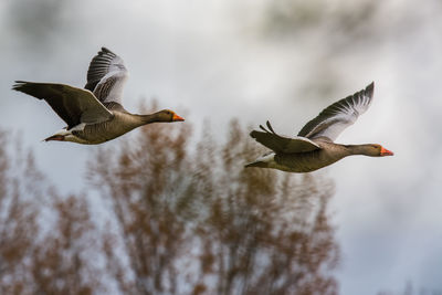 Low angle view of birds flying over white background