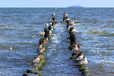 View of birds on sea against sky
