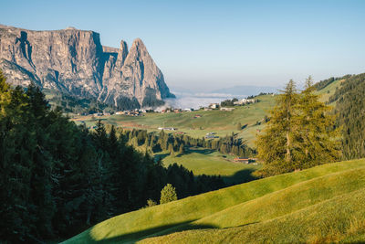 Scenic view of pine trees against clear sky